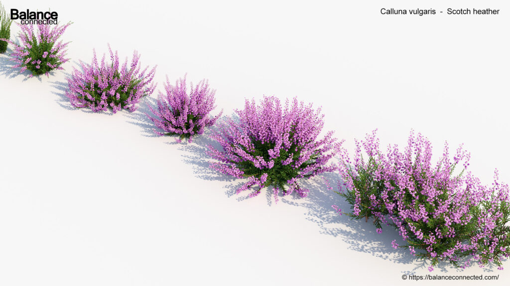 Calluna vulgaris – Scotch heather 3D Model – Free 3D model for design.