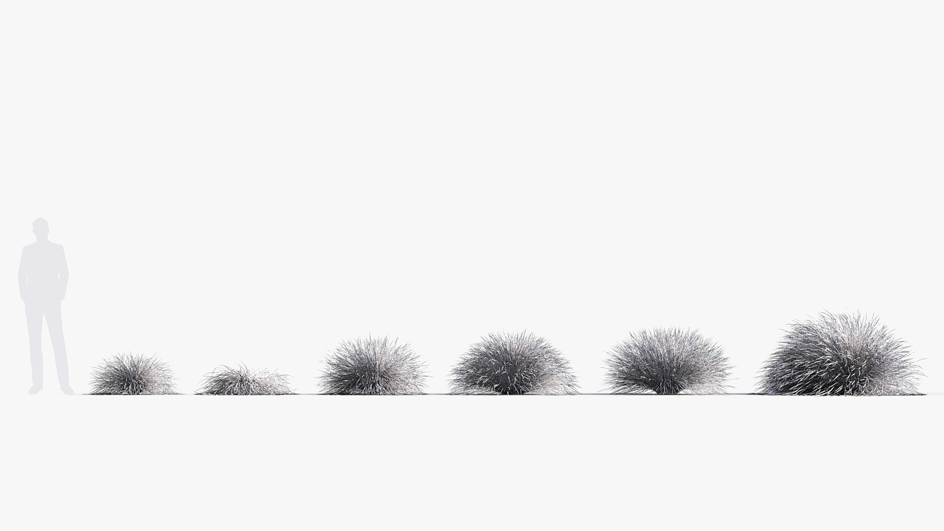 BC_PM_P013_Anemanthele_lessoniana_01_Wire