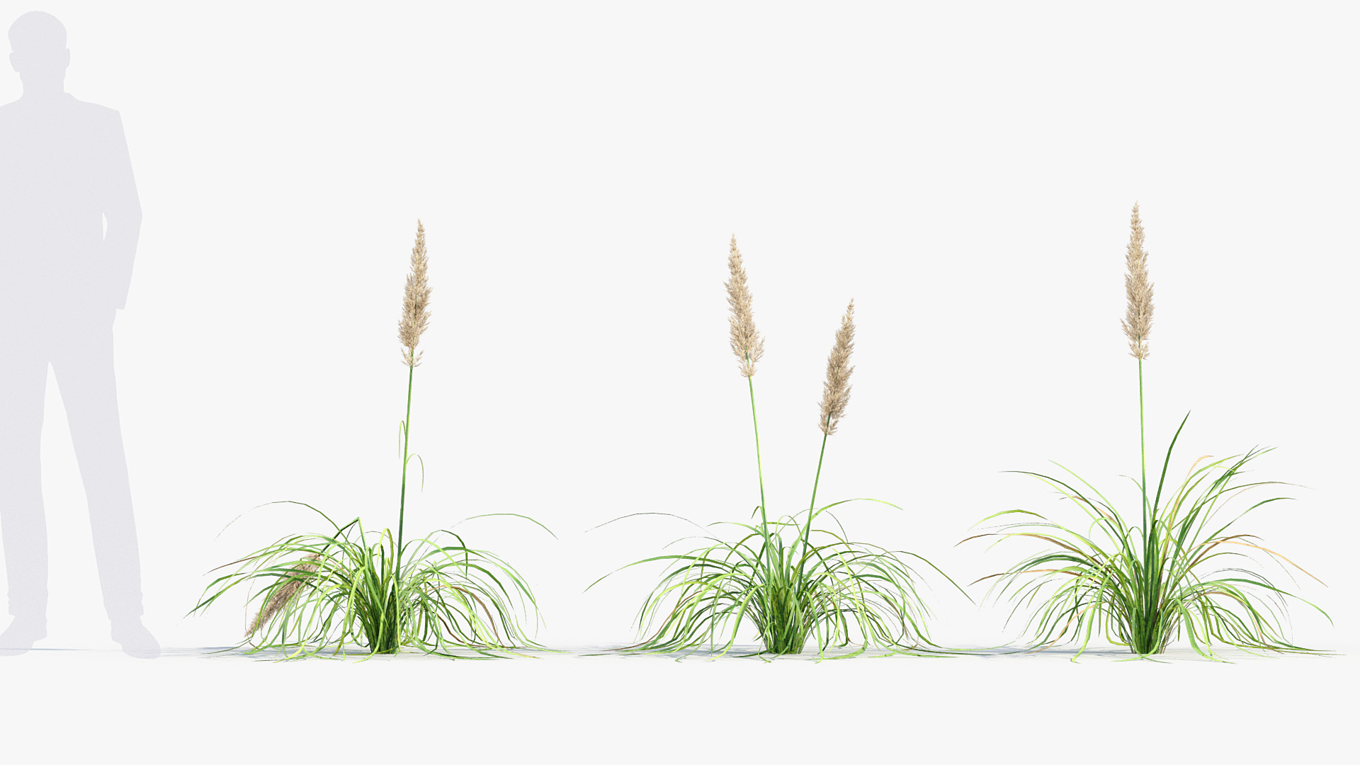 BC_PM_P013_Cortaderia_selloana_01_02