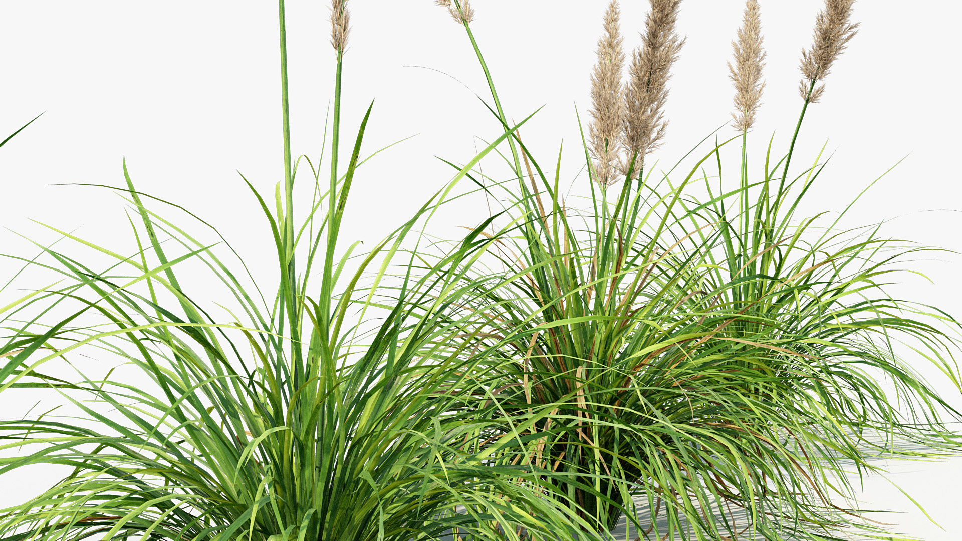 BC_PM_P013_Cortaderia_selloana_01_04