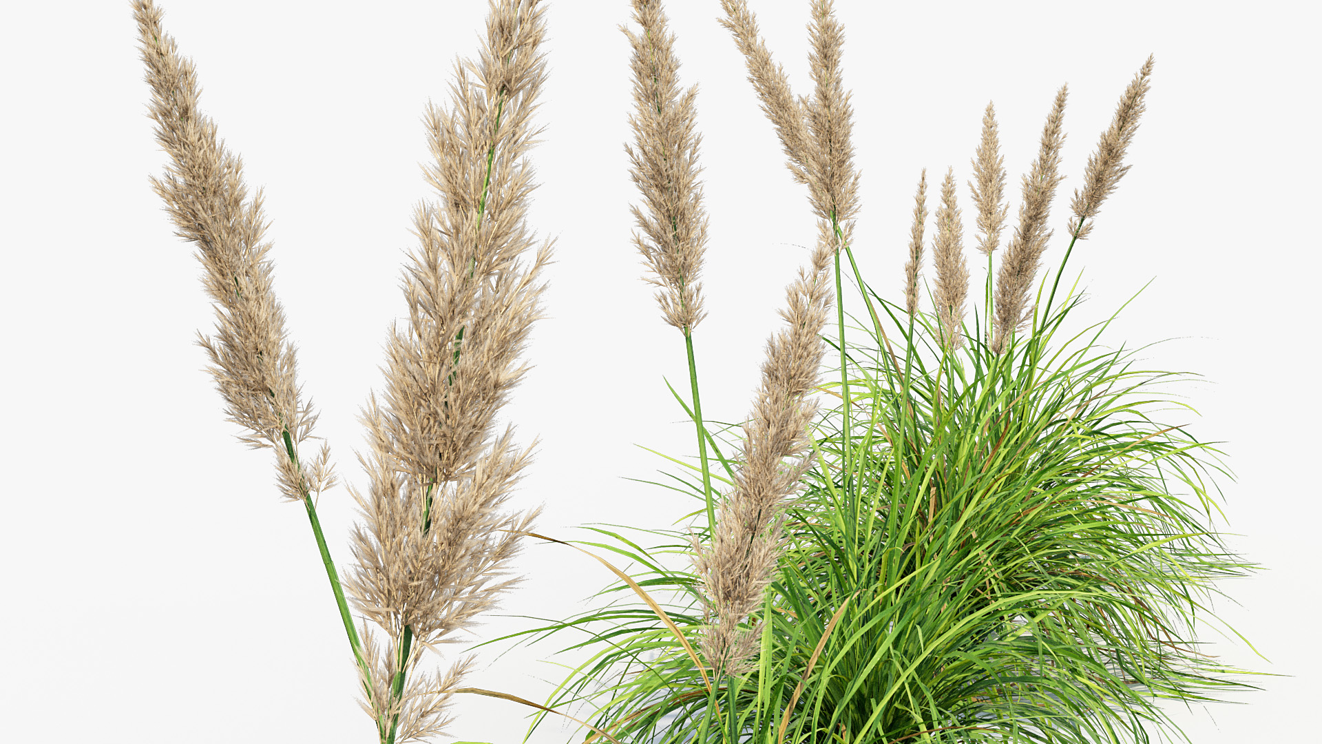 BC_PM_P013_Cortaderia_selloana_01_05