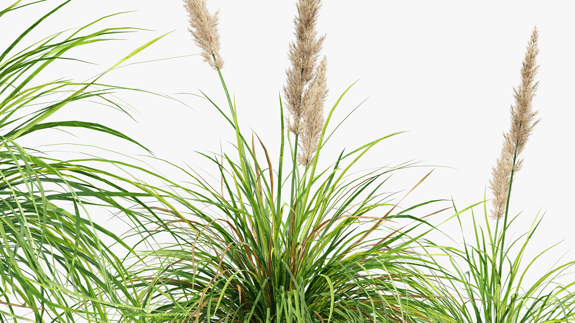 BC_PM_P013_Cortaderia_selloana_01_06