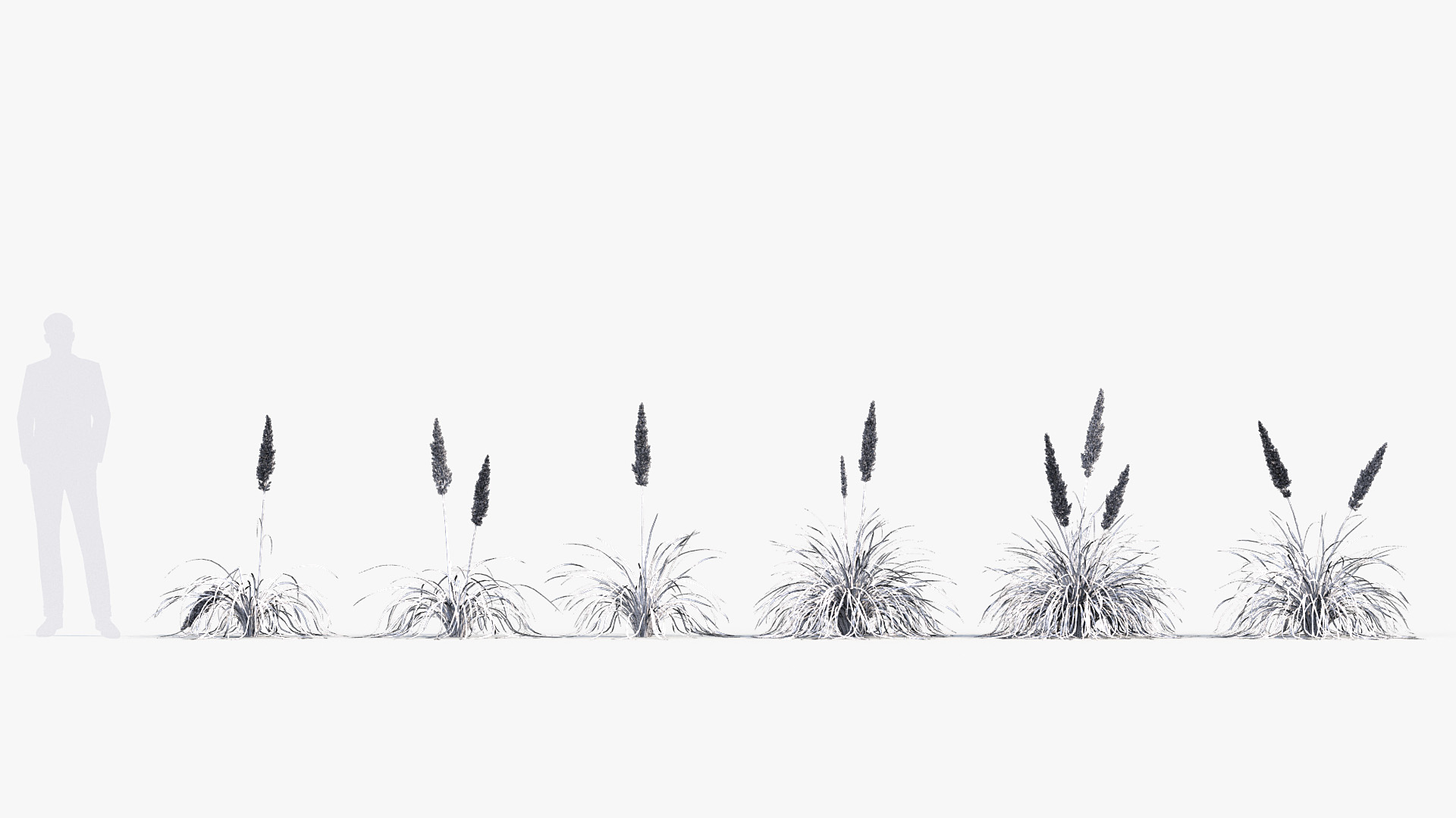 BC_PM_P013_Cortaderia_selloana_01_Wire