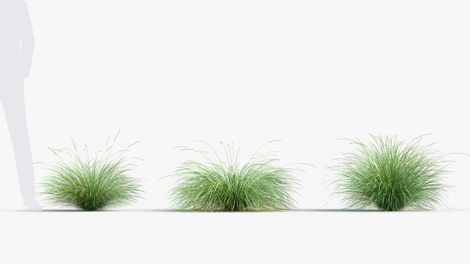 BC_PM_P013_Festuca_mairei_02_02