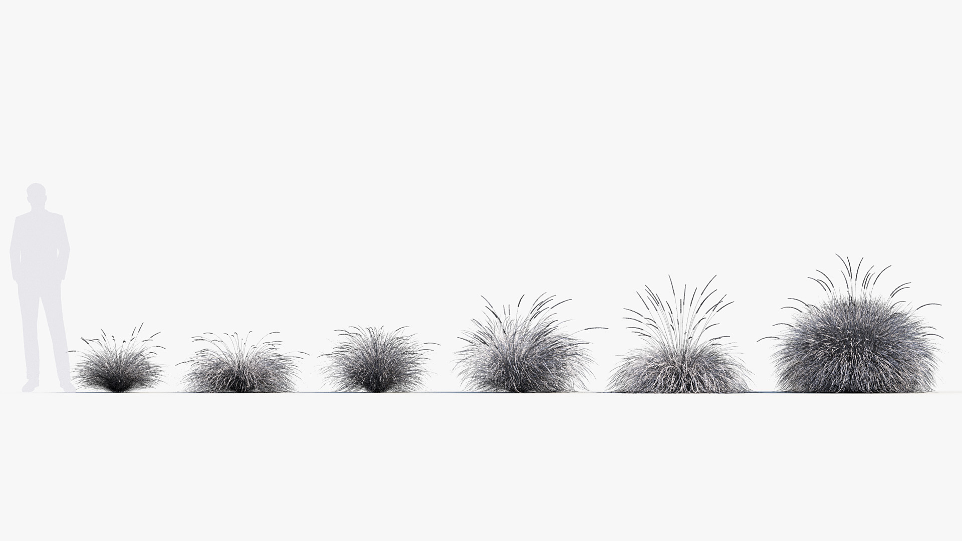 BC_PM_P013_Festuca_mairei_02_Wire