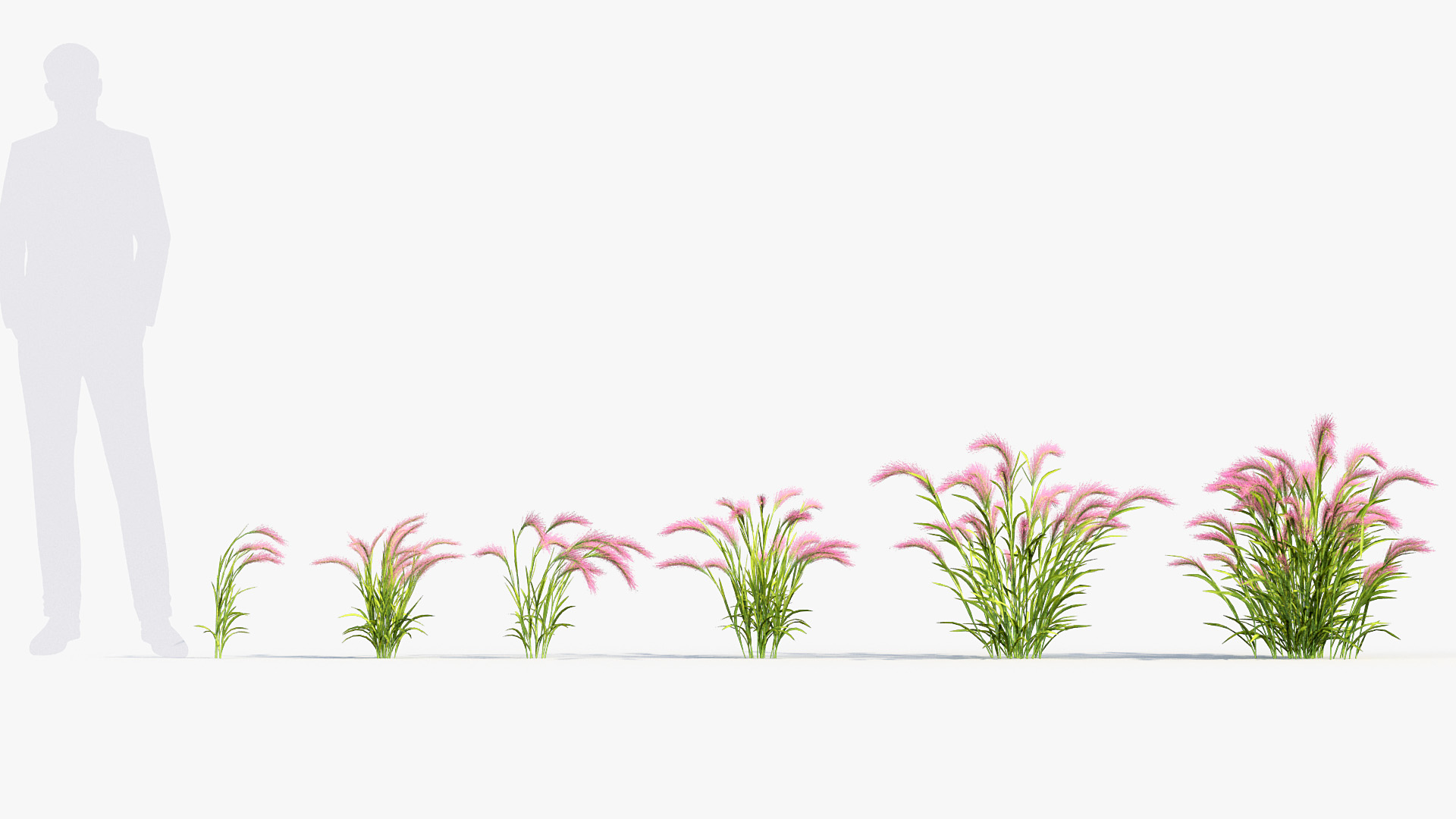 BC_PM_P013_Hordeum_jubatum_01_01