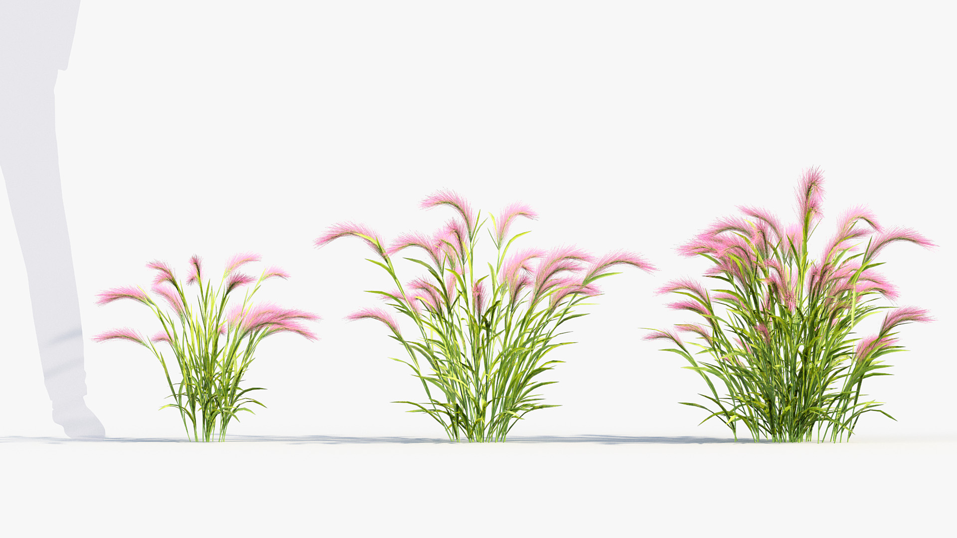 BC_PM_P013_Hordeum_jubatum_01_03