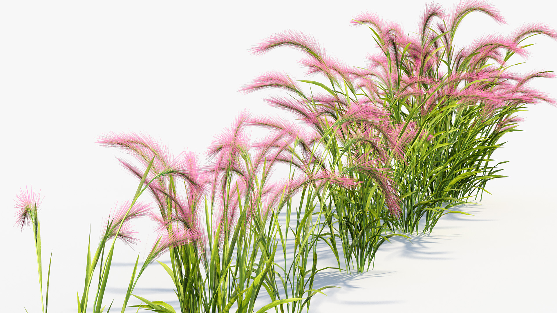 BC_PM_P013_Hordeum_jubatum_01_04