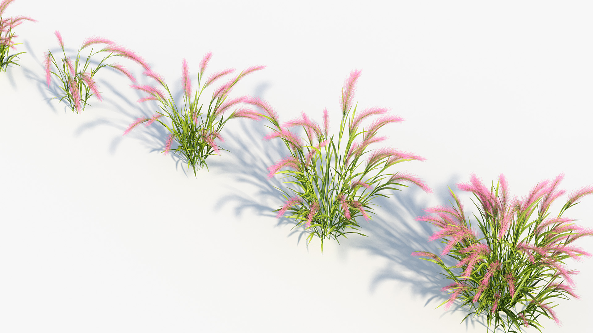 BC_PM_P013_Hordeum_jubatum_01_07