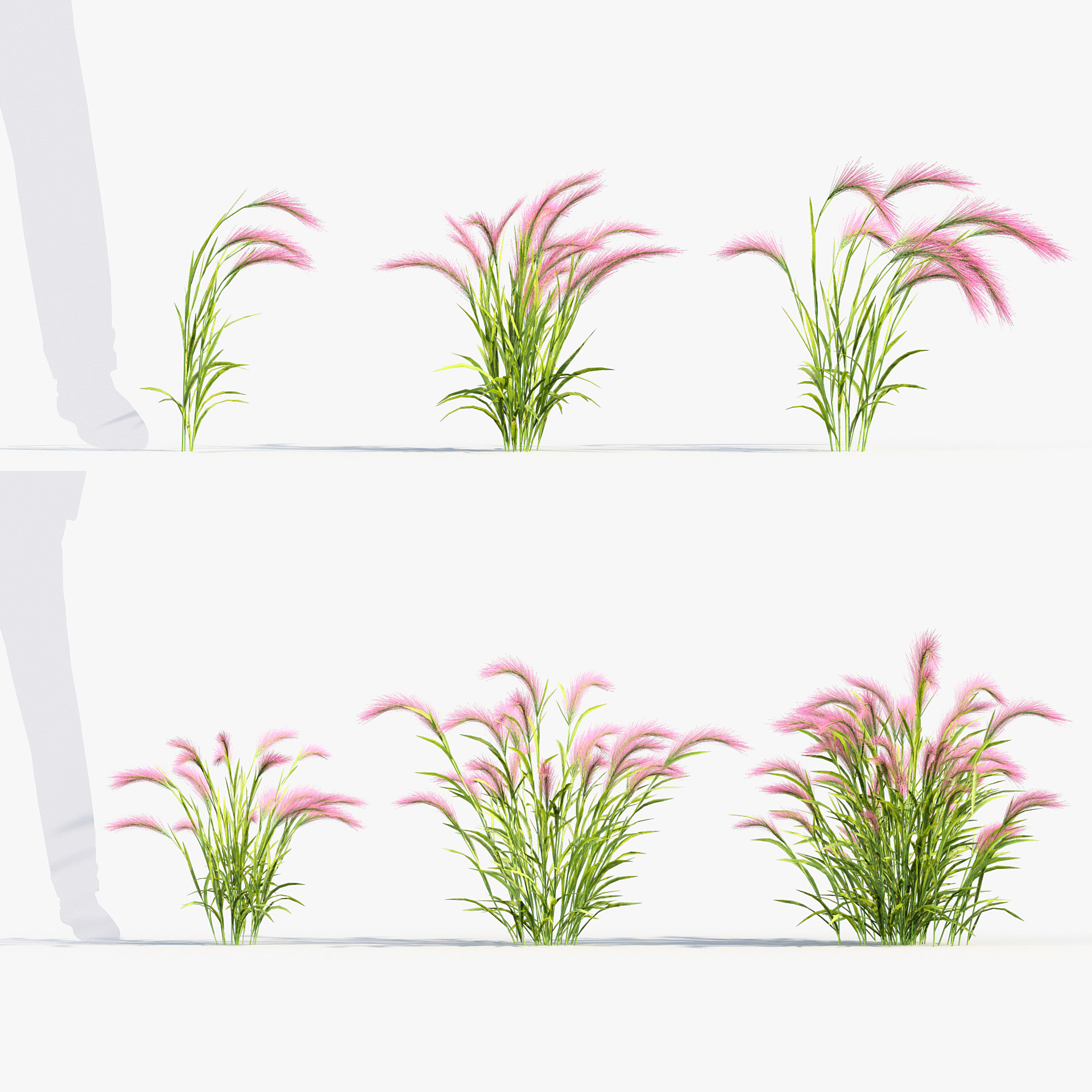 BC_PM_P013_Hordeum_jubatum_01_PRV