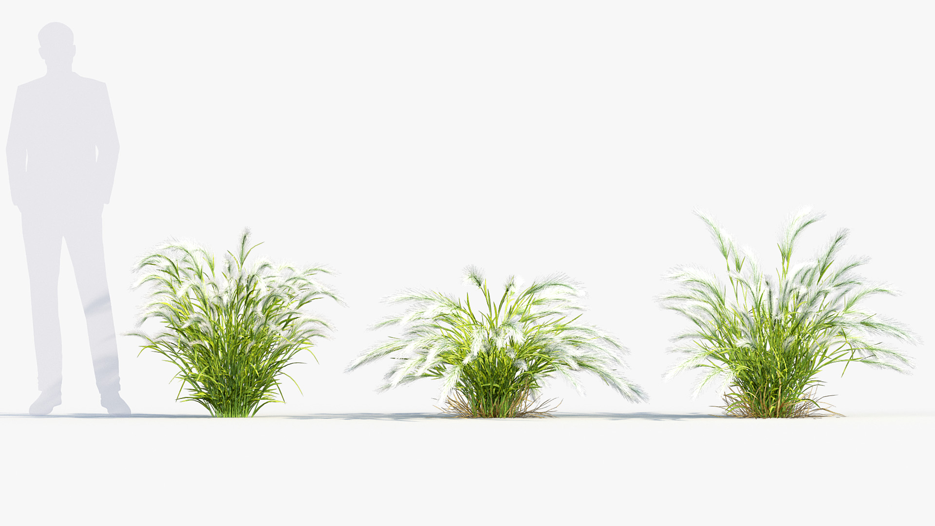 BC_PM_P013_Hordeum_jubatum_02_03