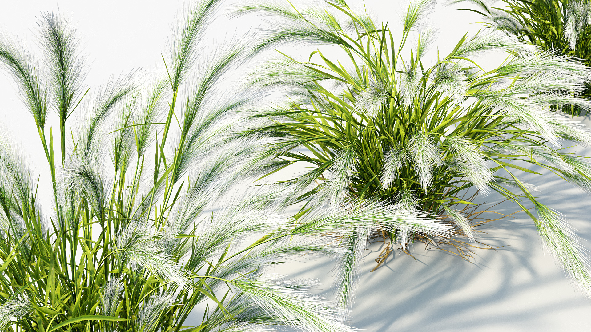 BC_PM_P013_Hordeum_jubatum_02_05