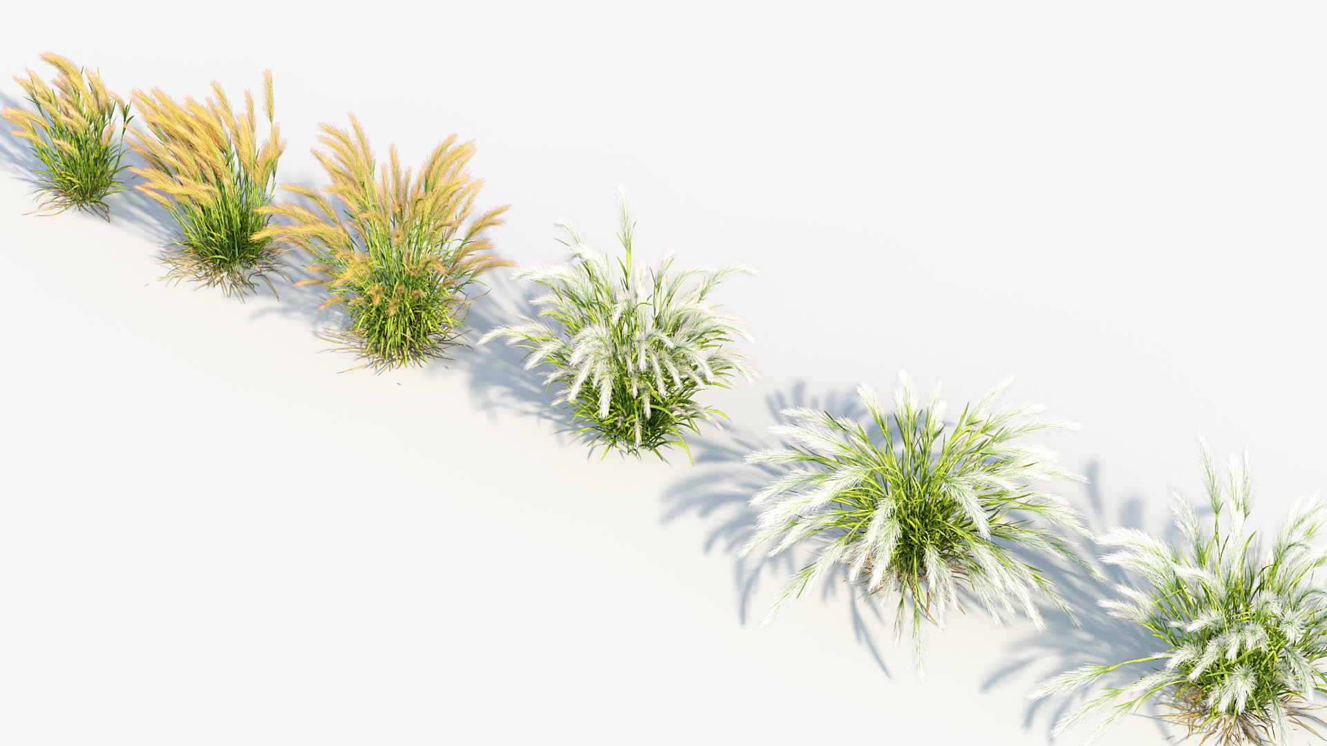 BC_PM_P013_Hordeum_jubatum_02_07