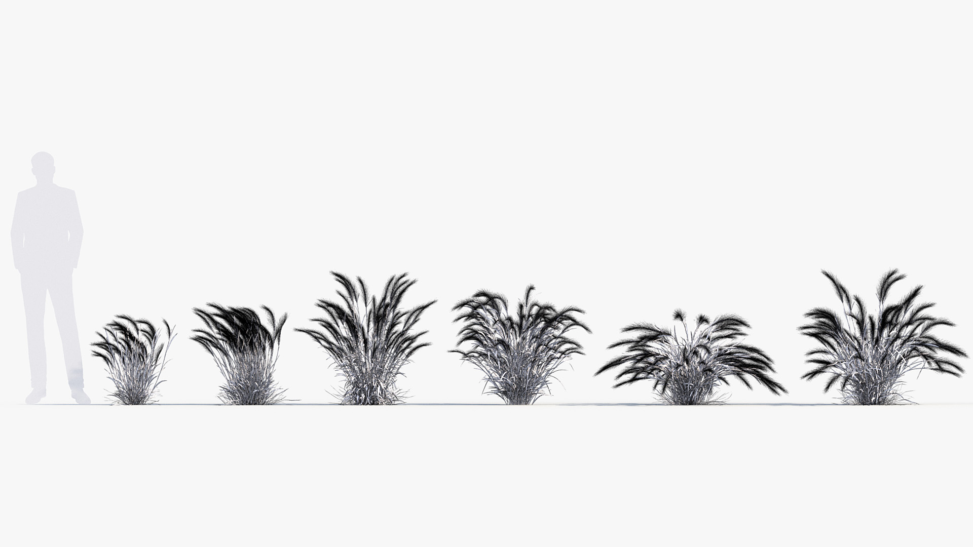 BC_PM_P013_Hordeum_jubatum_02_Wire