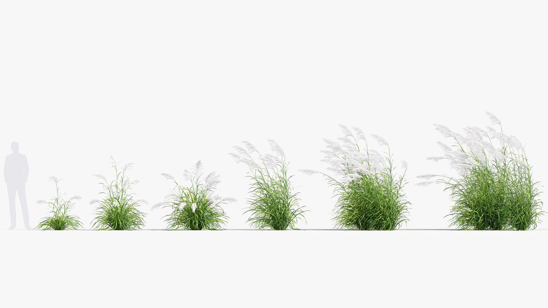 BC_PM_P013_Miscanthus_sacchariflorus_01_01