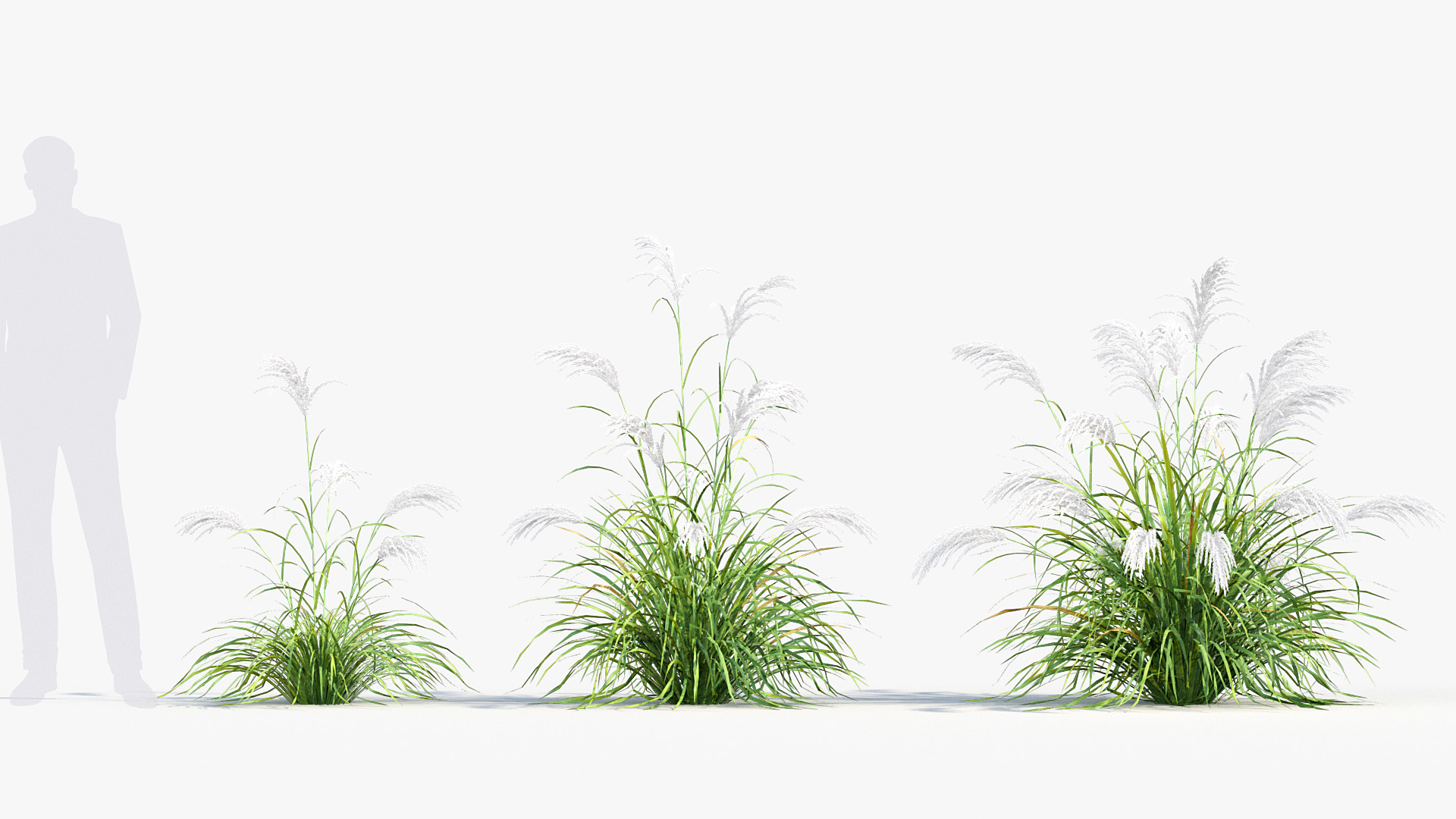 BC_PM_P013_Miscanthus_sacchariflorus_01_02