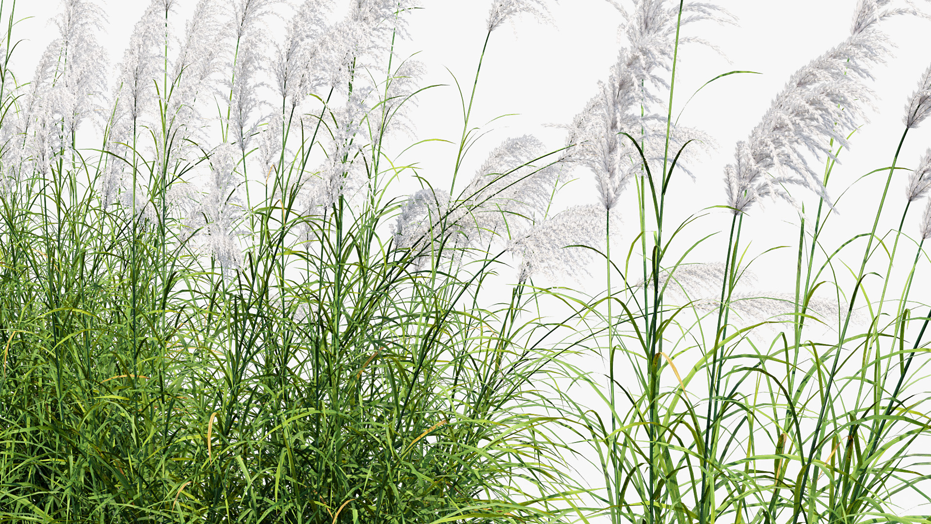 BC_PM_P013_Miscanthus_sacchariflorus_01_06
