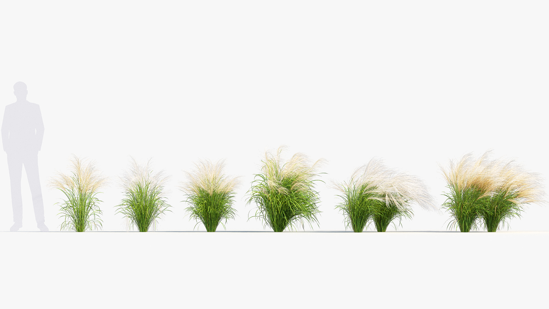 BC_PM_P013_Nassella_tenuissima_01_01