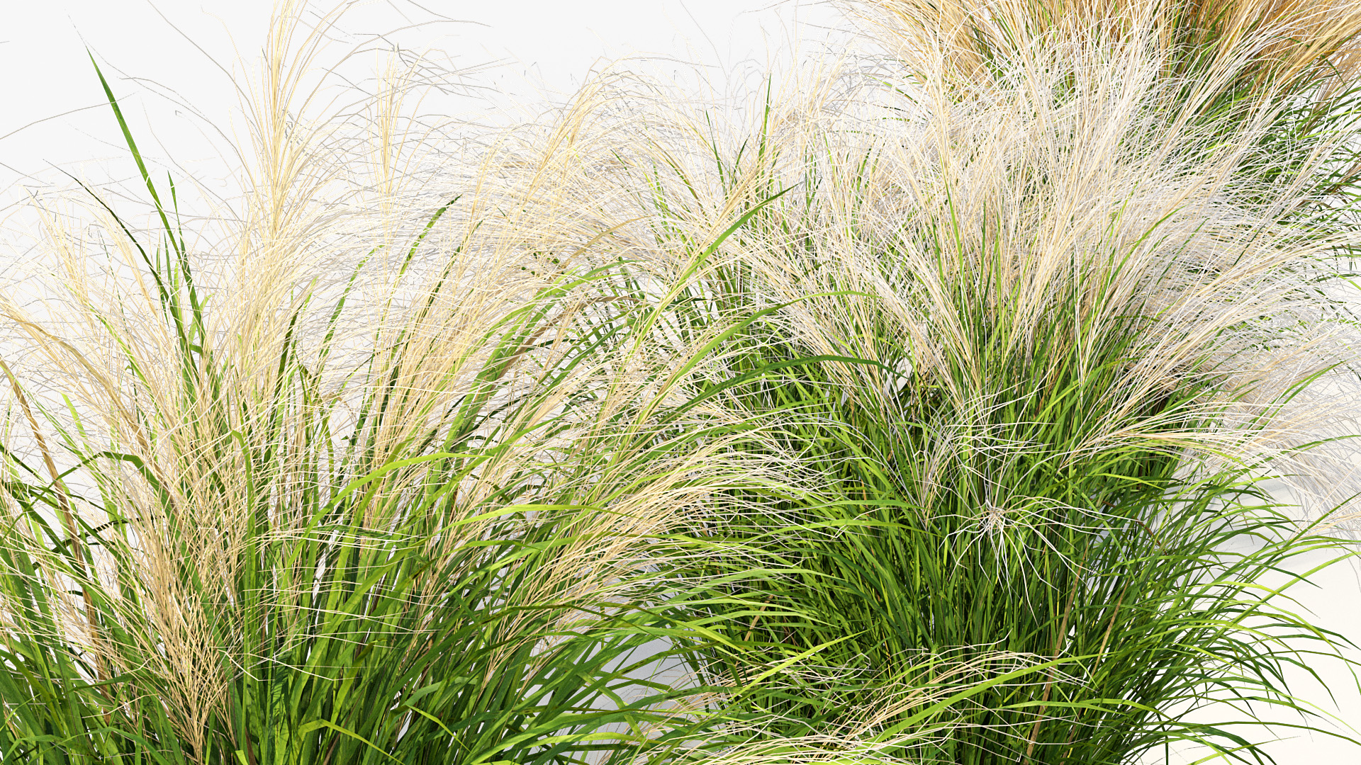 BC_PM_P013_Nassella_tenuissima_01_05