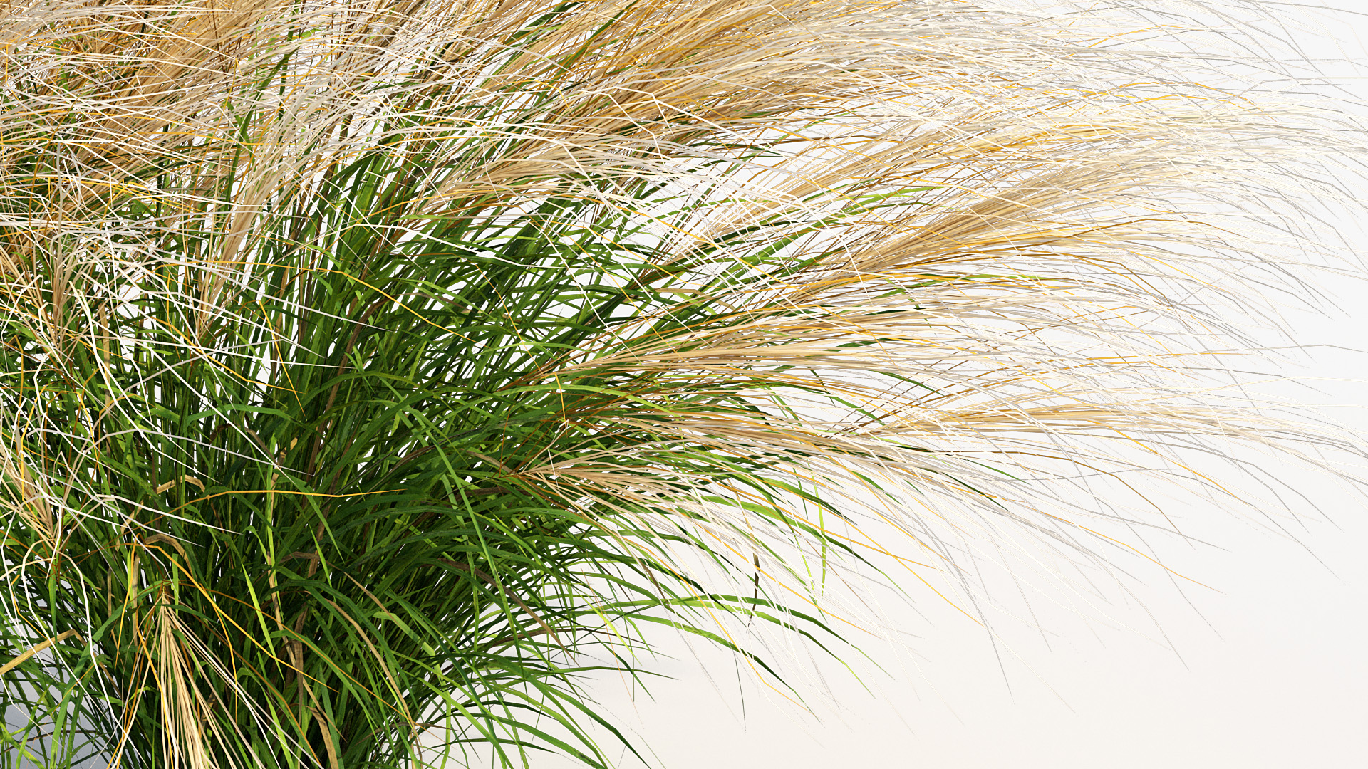 BC_PM_P013_Nassella_tenuissima_01_06