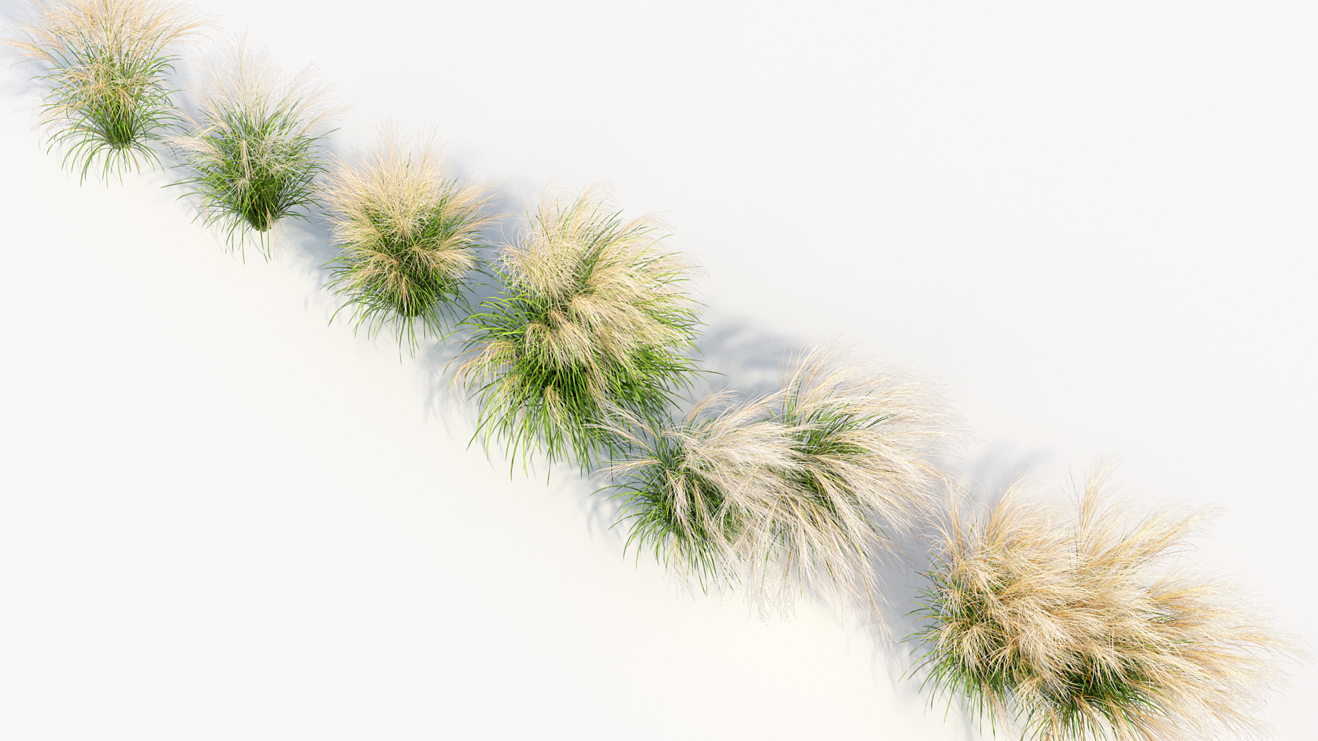 BC_PM_P013_Nassella_tenuissima_01_07