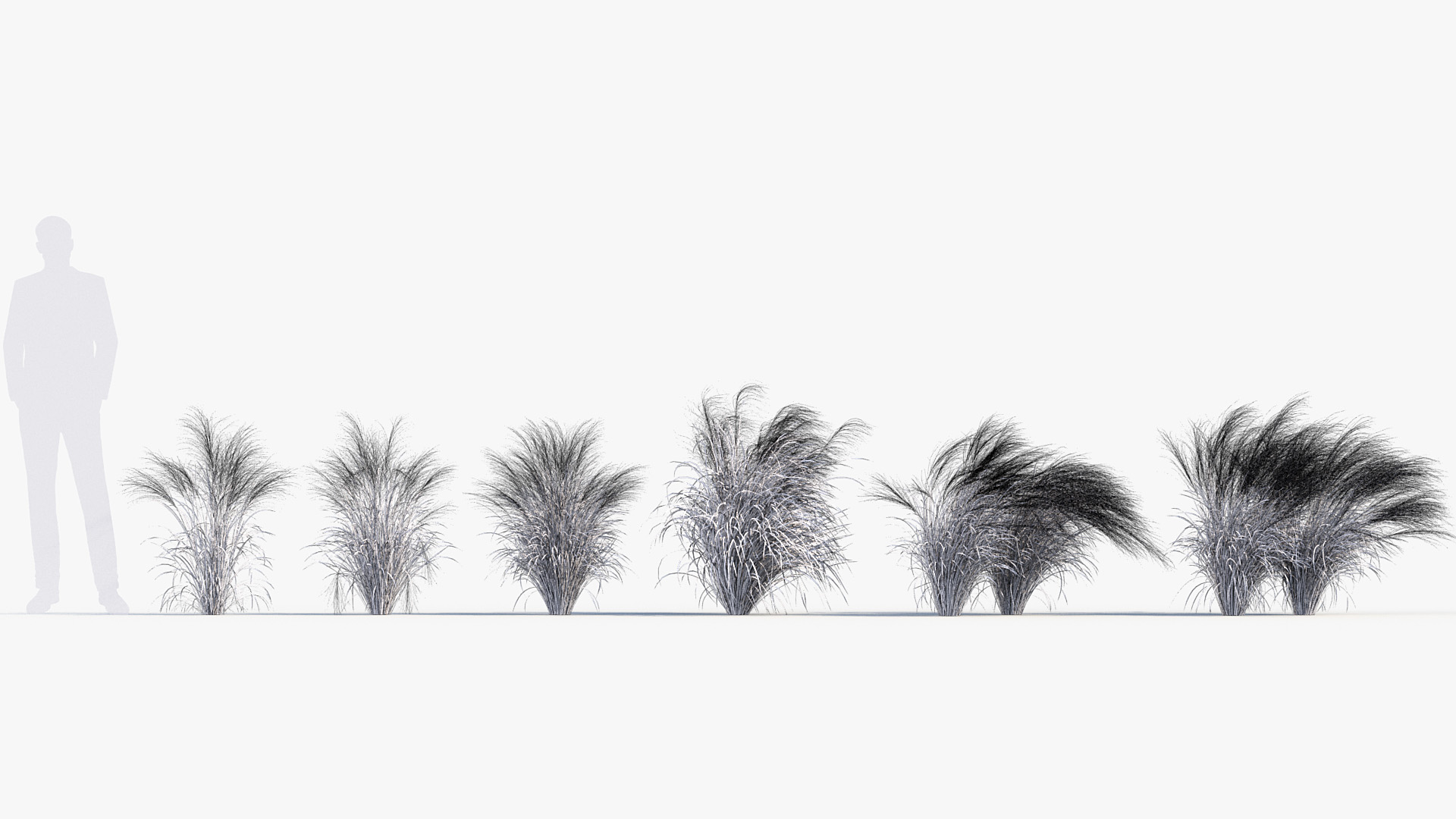 BC_PM_P013_Nassella_tenuissima_01_Wire