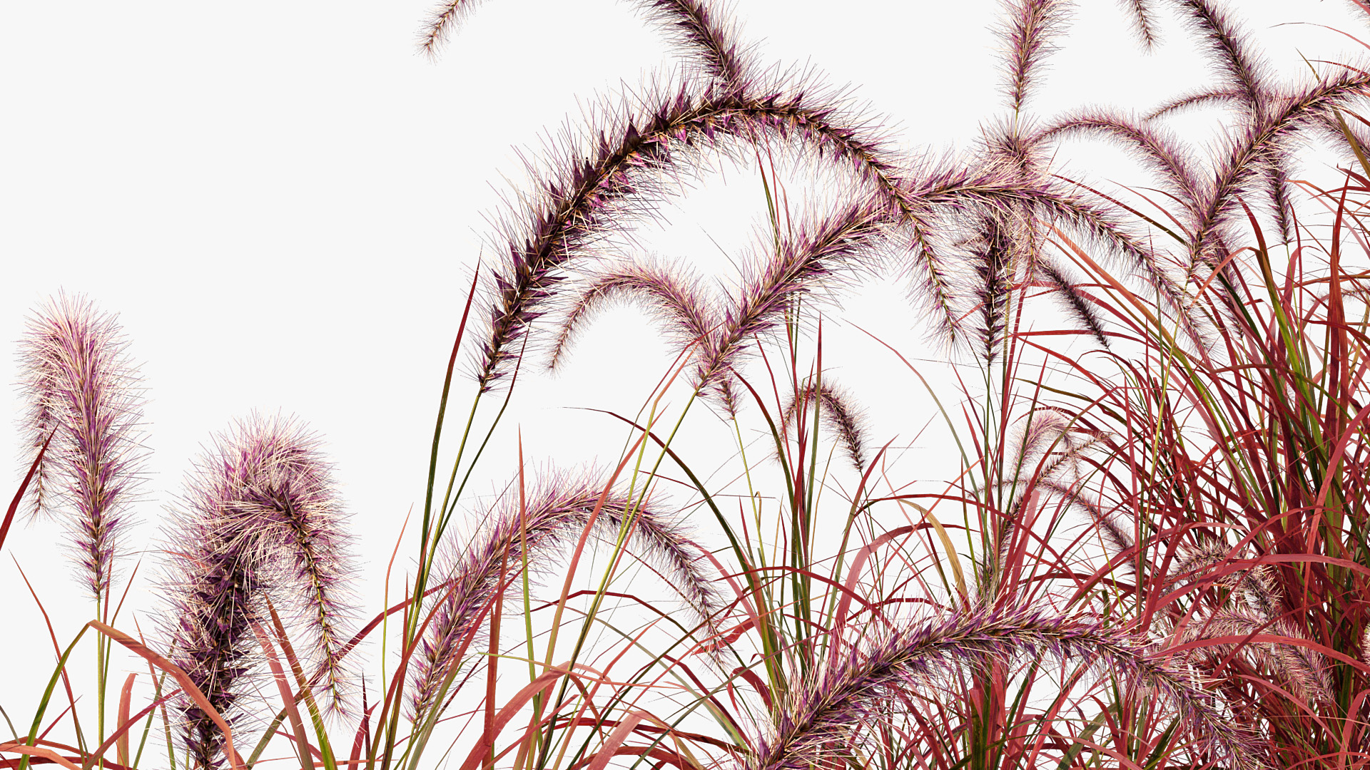 BC_PM_P013_Pennisetum_setaceum_01_05
