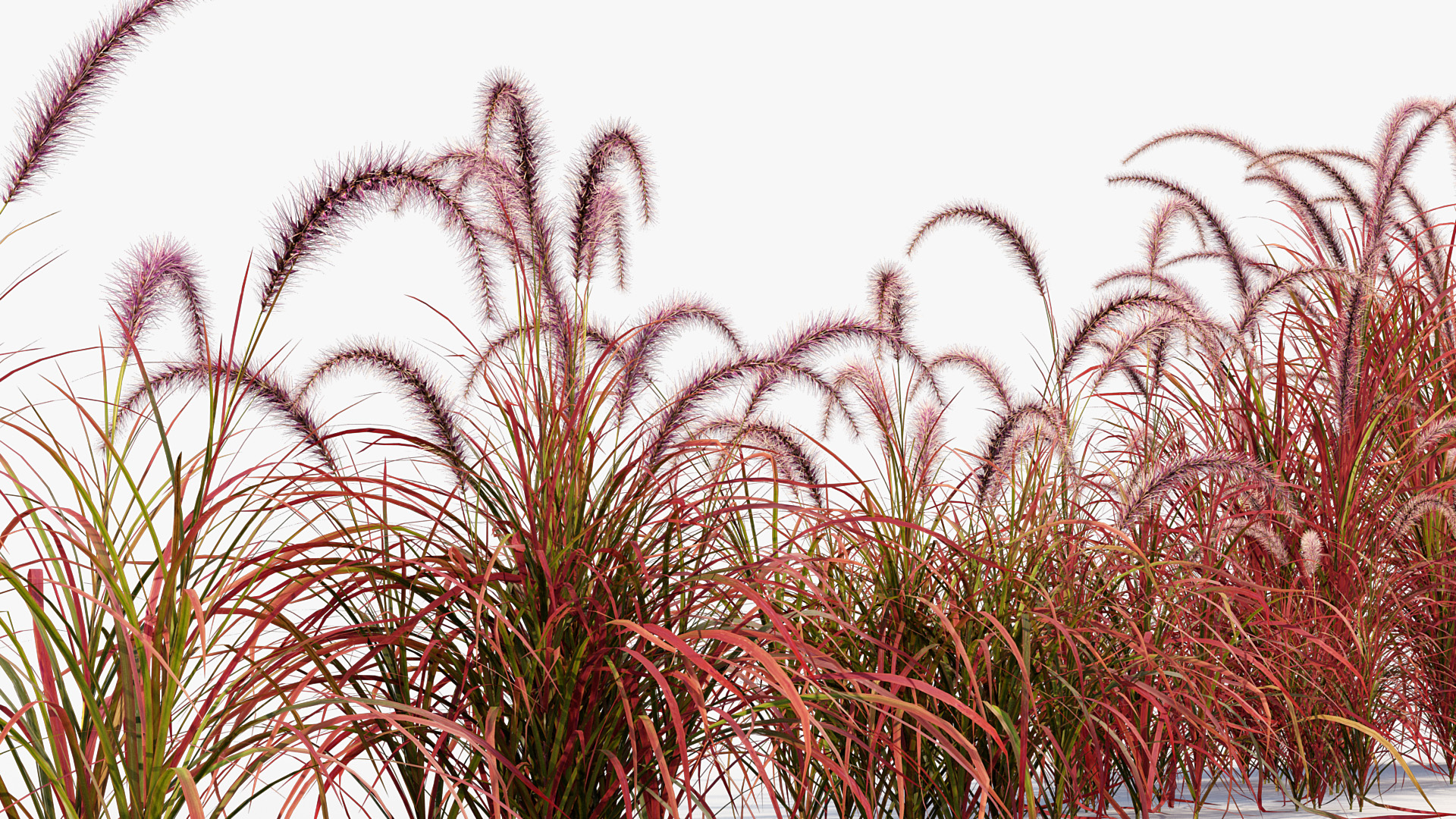 BC_PM_P013_Pennisetum_setaceum_01_06