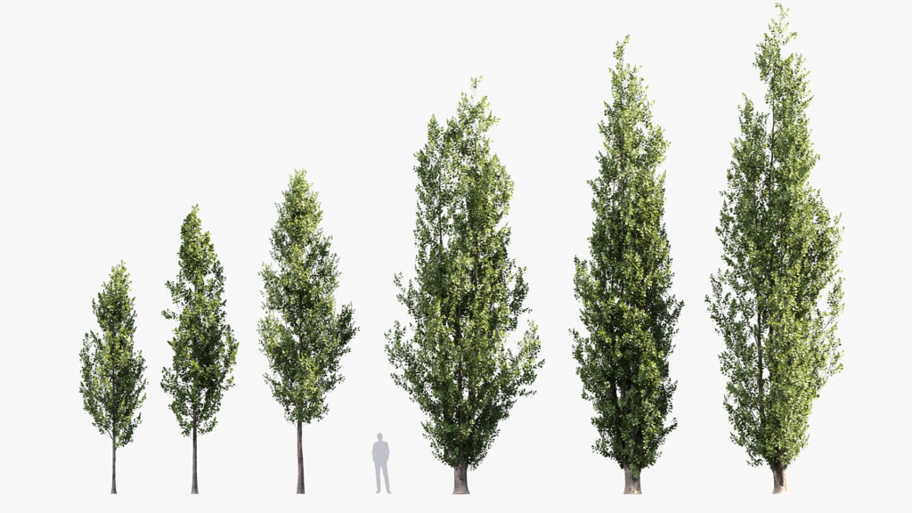 Populus nigra – Black popular 3D Model – Free 3D model for design.