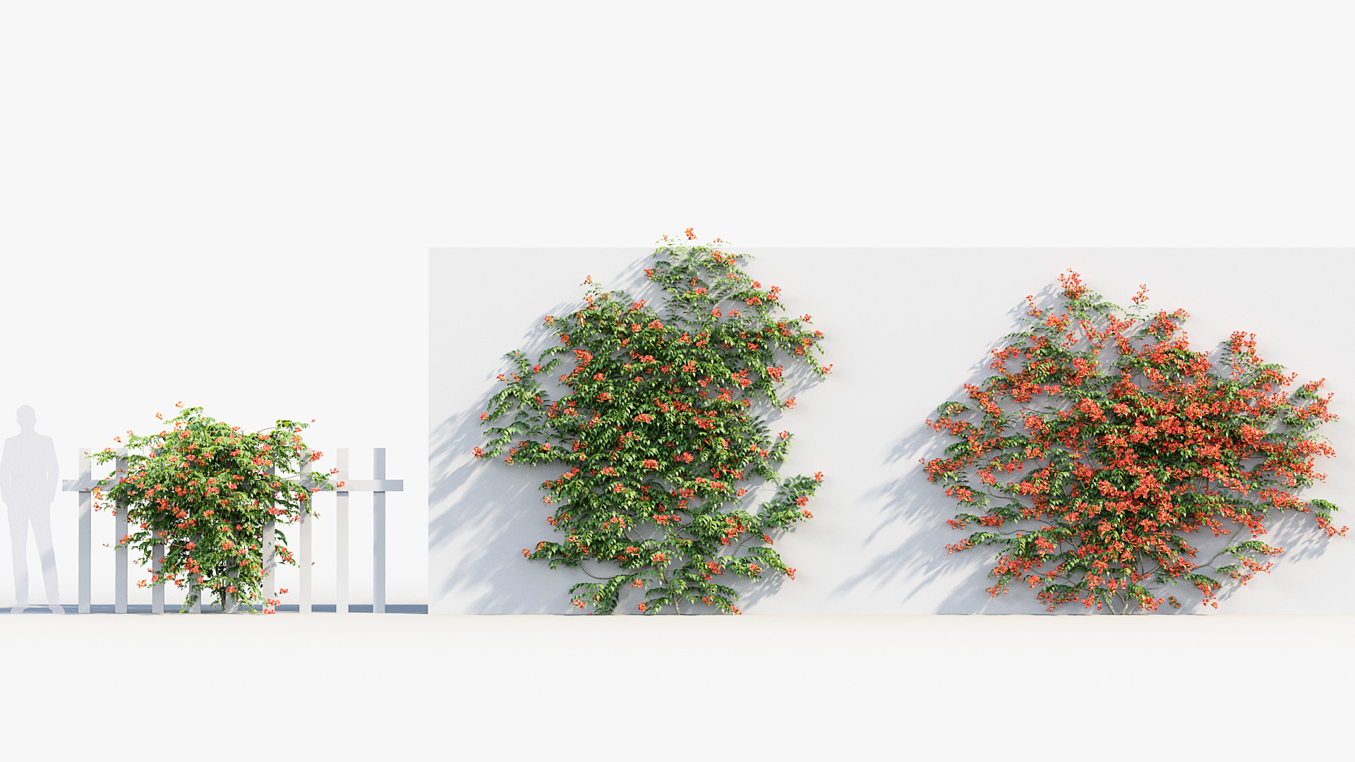 BC_PM_P07_Campsis_radicans_03