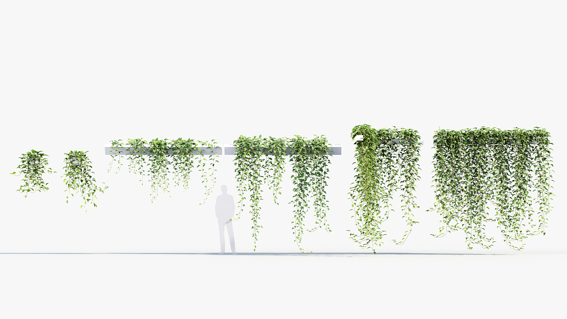 BC_PM_P07_Epipremnum_aureum_01