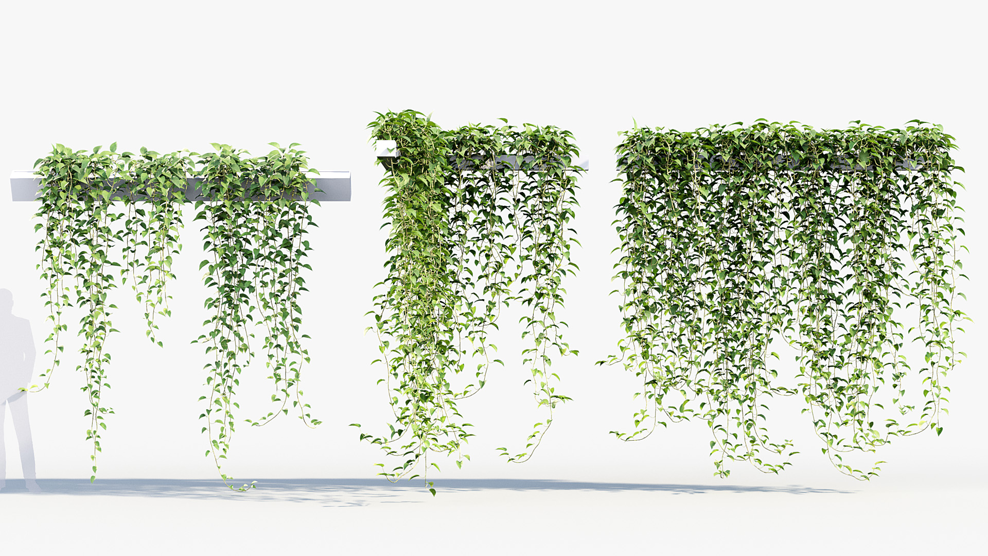 BC_PM_P07_Epipremnum_aureum_03