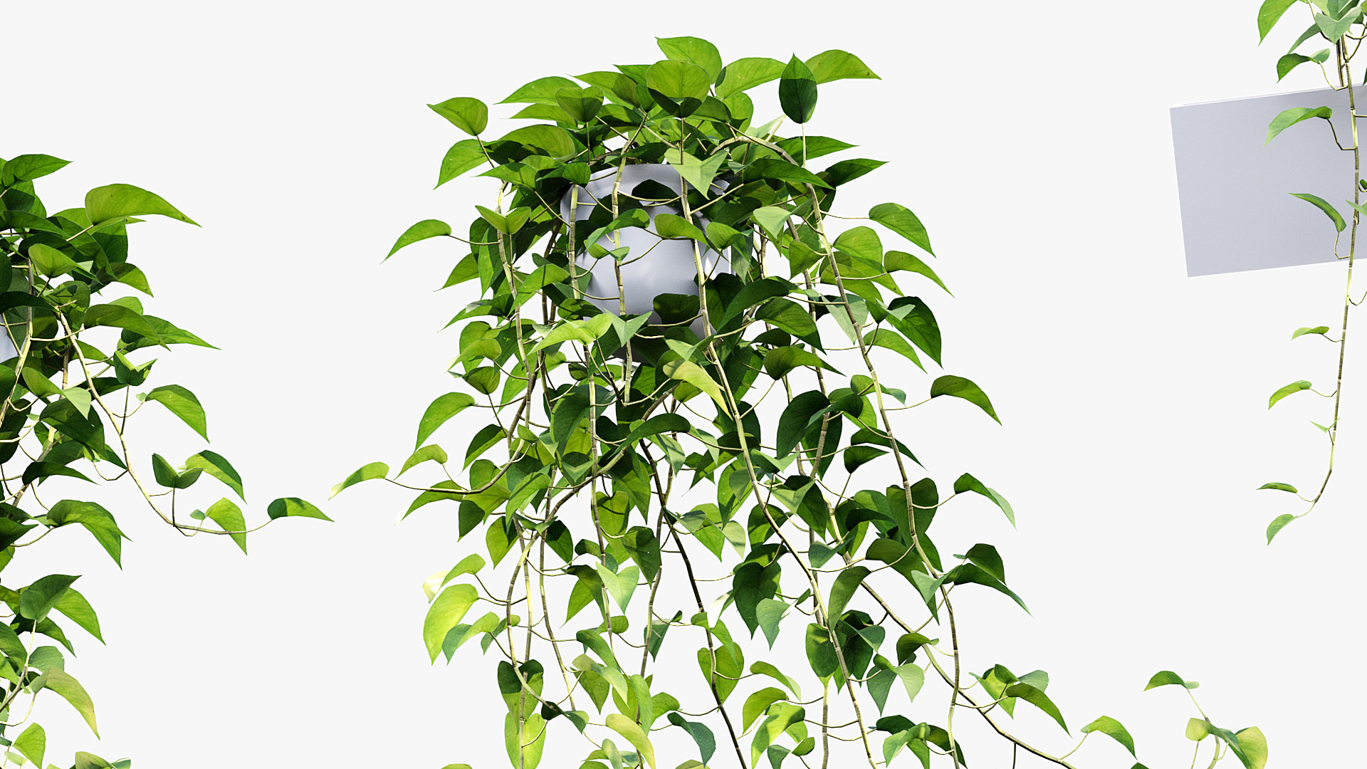 BC_PM_P07_Epipremnum_aureum_06