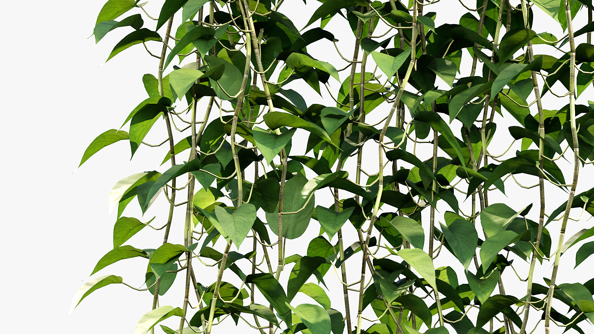 BC_PM_P07_Epipremnum_aureum_07