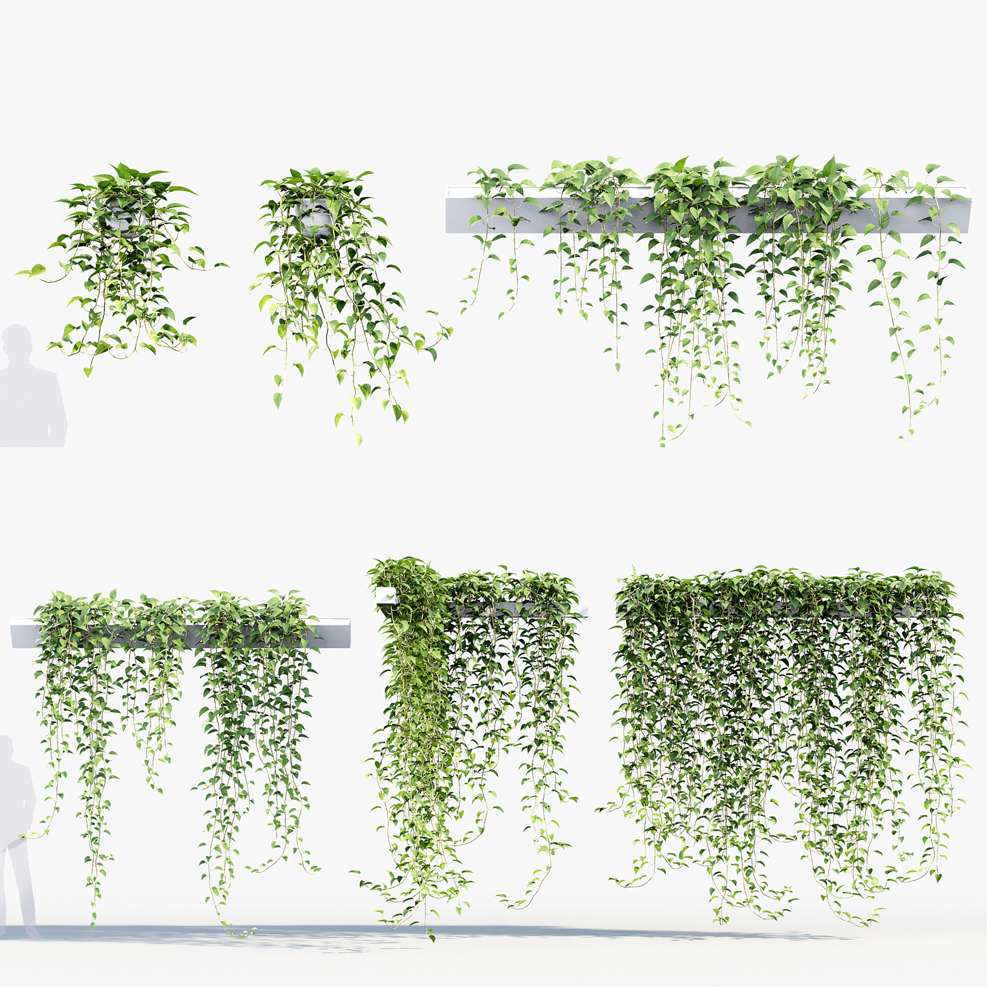 BC_PM_P07_Epipremnum_aureum_PRV