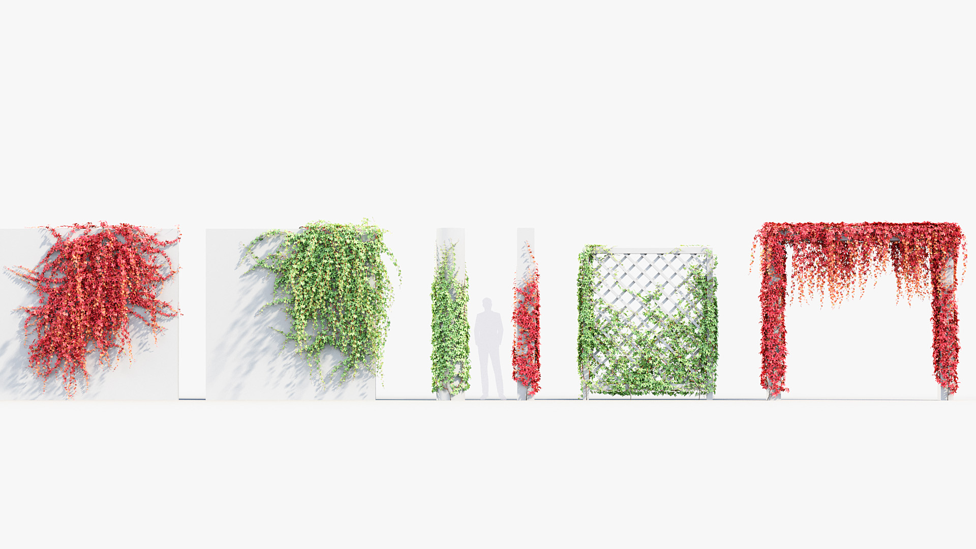 BC_PM_P07_Parthenocissus_quinquefolia_01