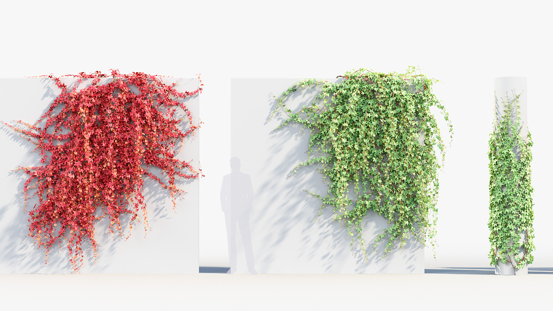 BC_PM_P07_Parthenocissus_quinquefolia_02