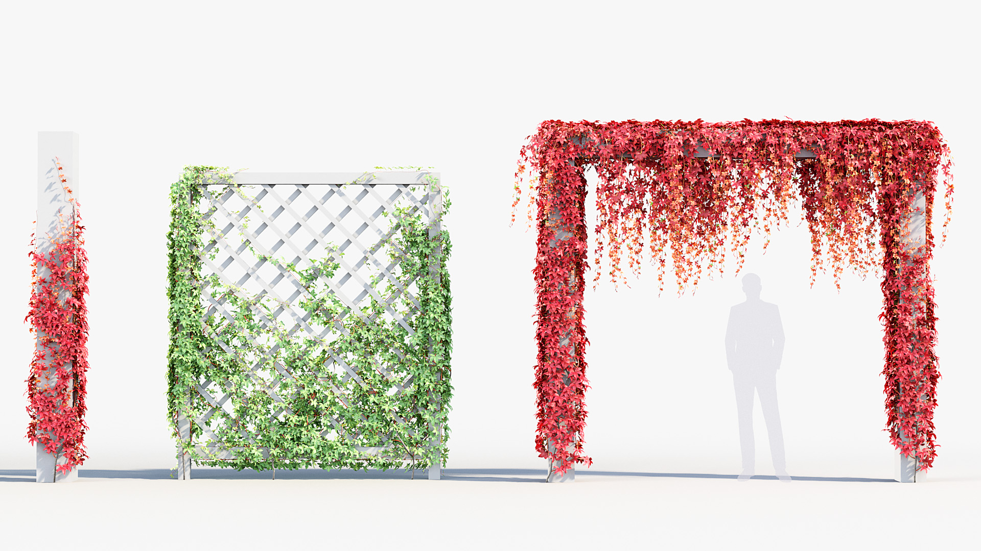 BC_PM_P07_Parthenocissus_quinquefolia_03