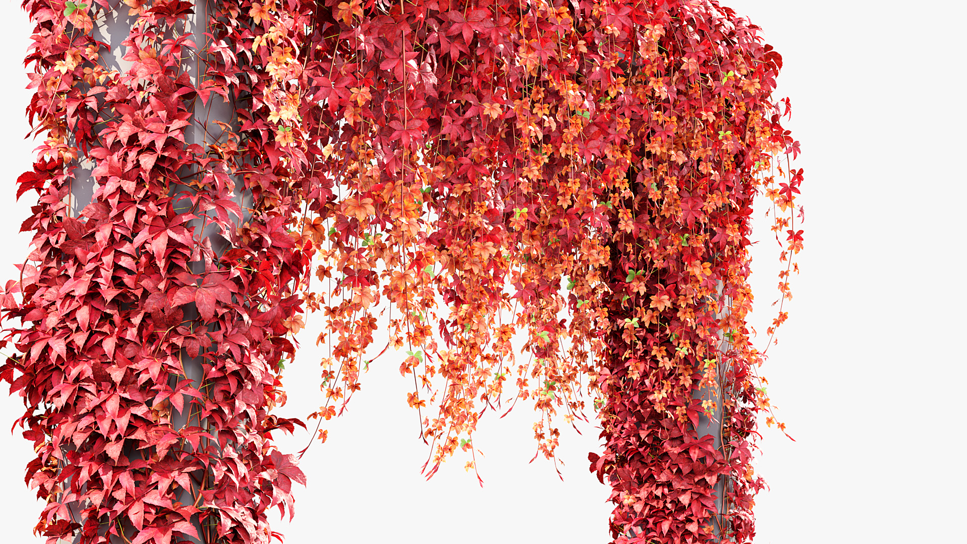 BC_PM_P07_Parthenocissus_quinquefolia_05