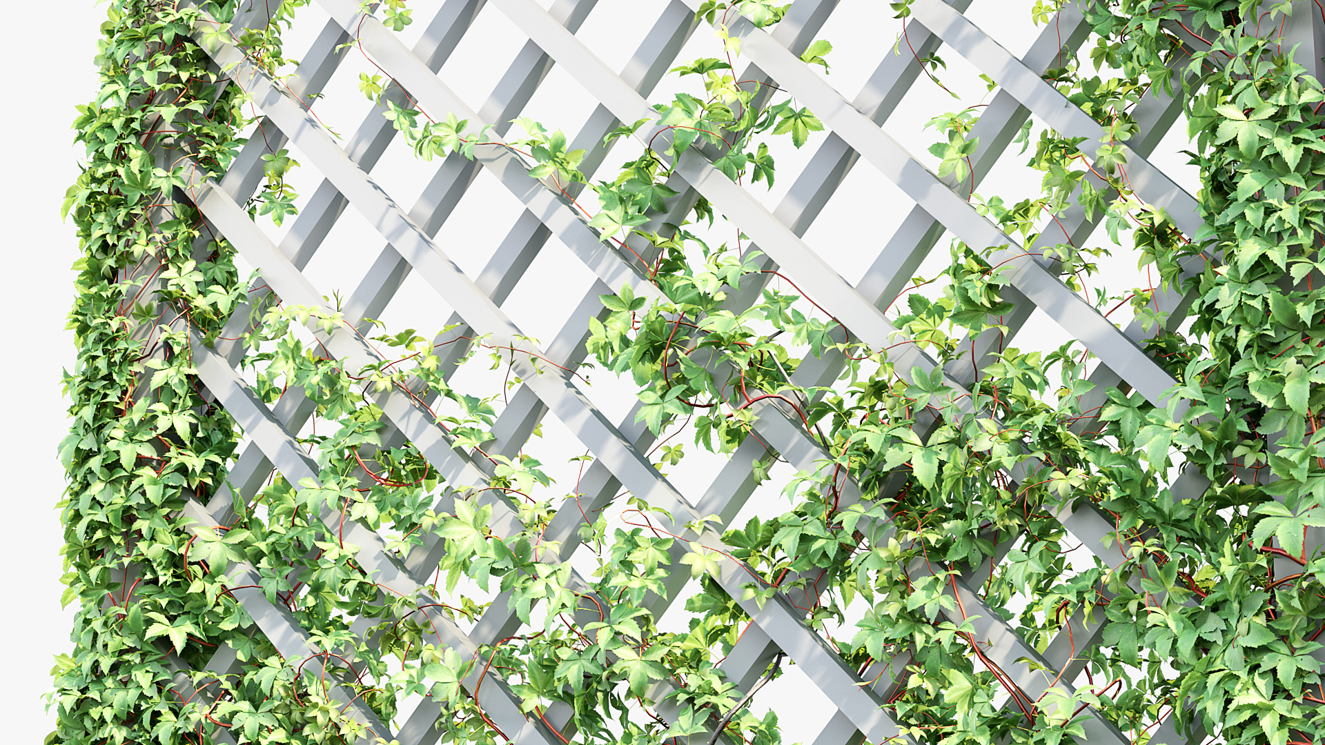 BC_PM_P07_Parthenocissus_quinquefolia_06