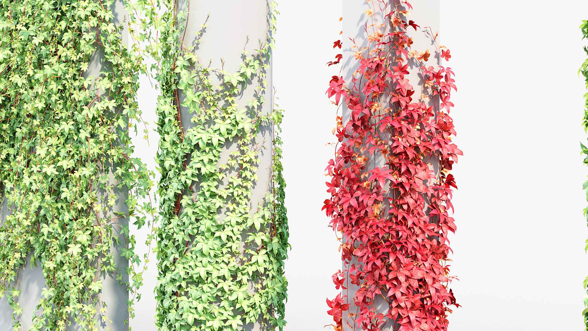 BC_PM_P07_Parthenocissus_quinquefolia_07