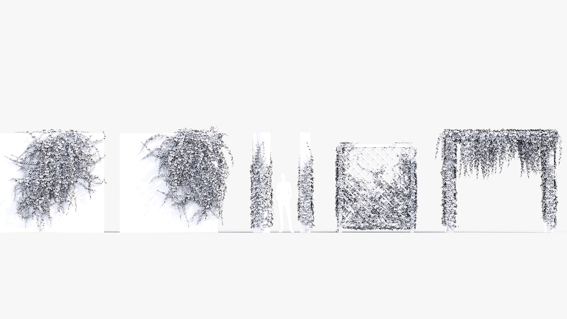 BC_PM_P07_Parthenocissus_quinquefolia_Wire