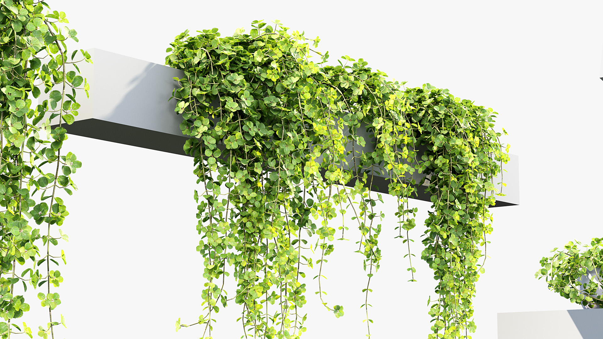 BC_PM_P07_Piela_depressa_04