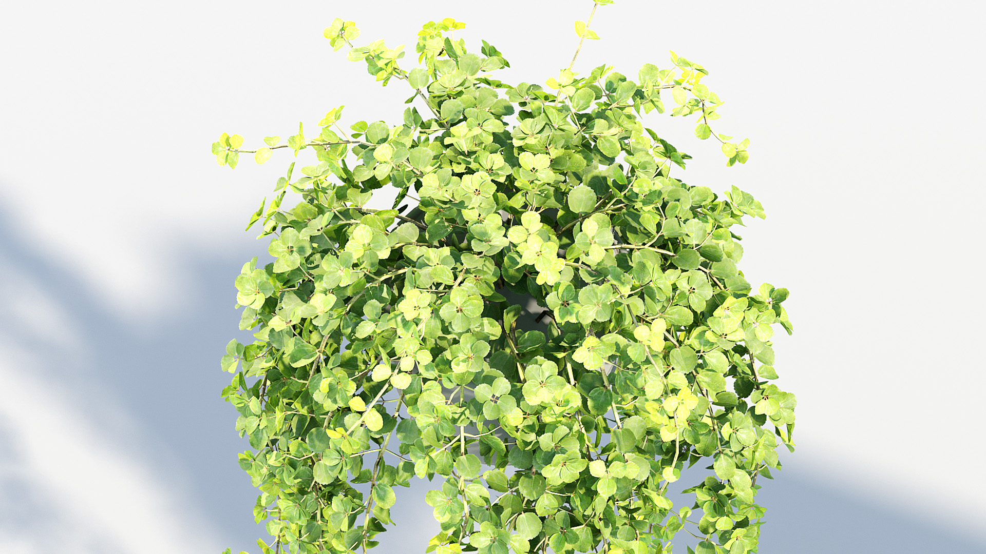 BC_PM_P07_Piela_depressa_06