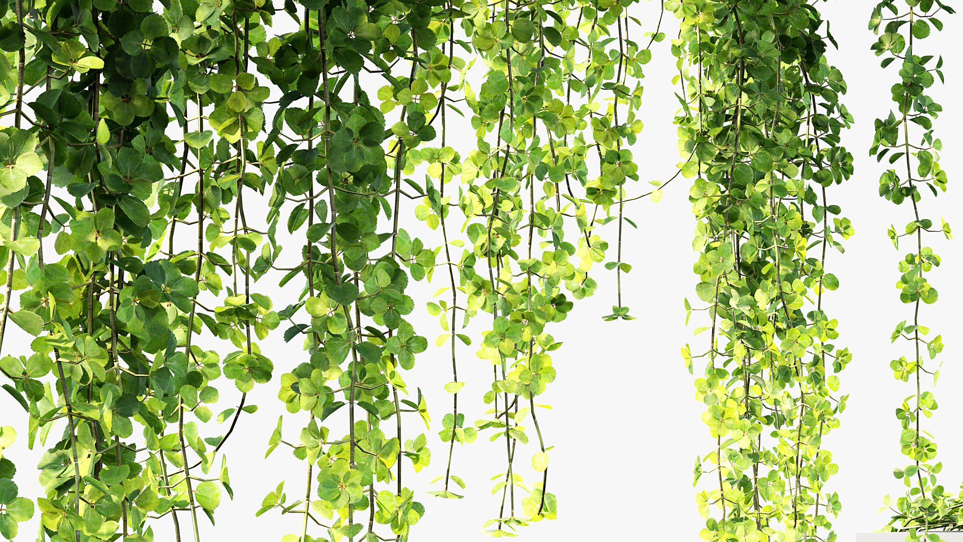 BC_PM_P07_Piela_depressa_07