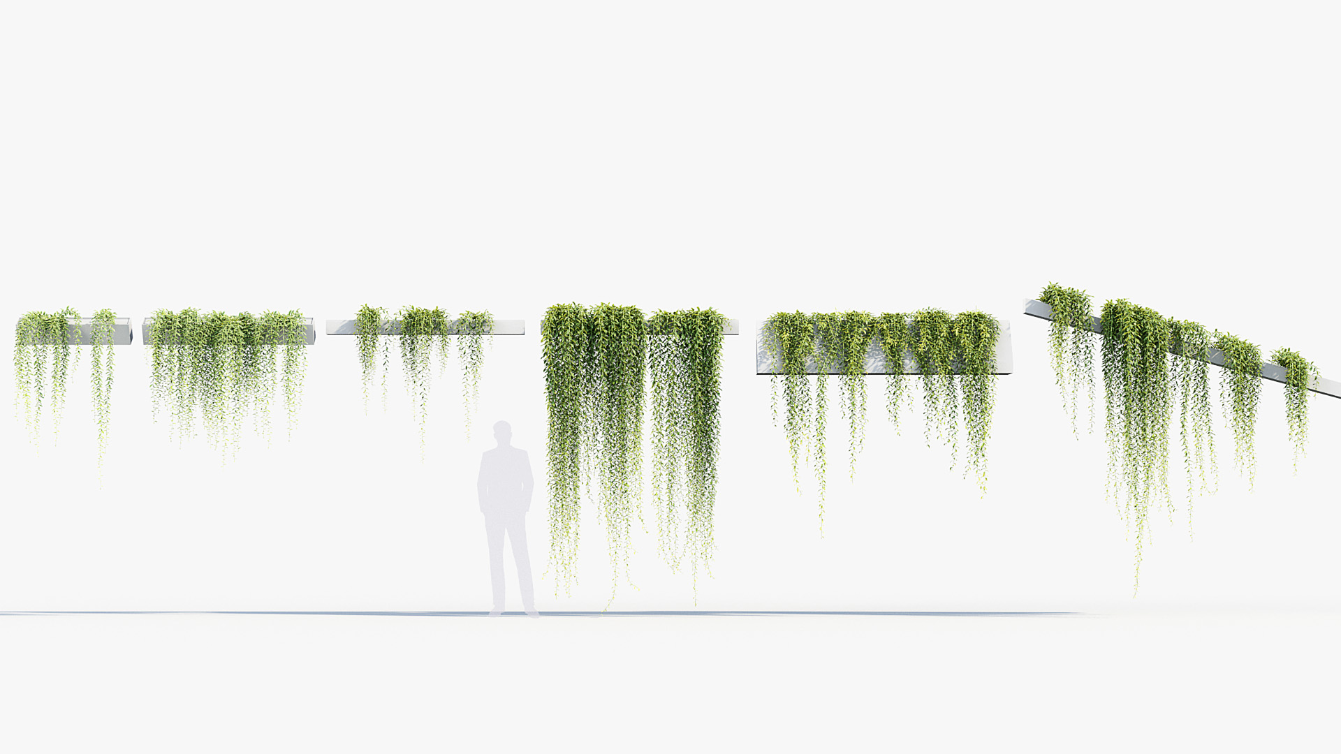 BC_PM_P07_Tarlmounia_elliptica_01