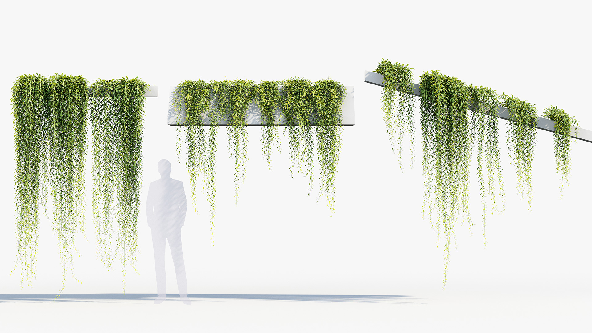 BC_PM_P07_Tarlmounia_elliptica_03