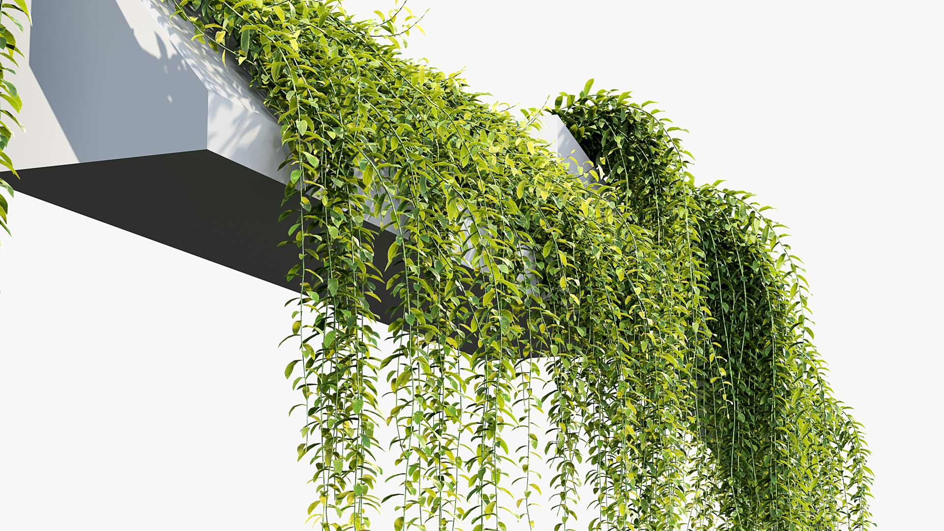 BC_PM_P07_Tarlmounia_elliptica_05