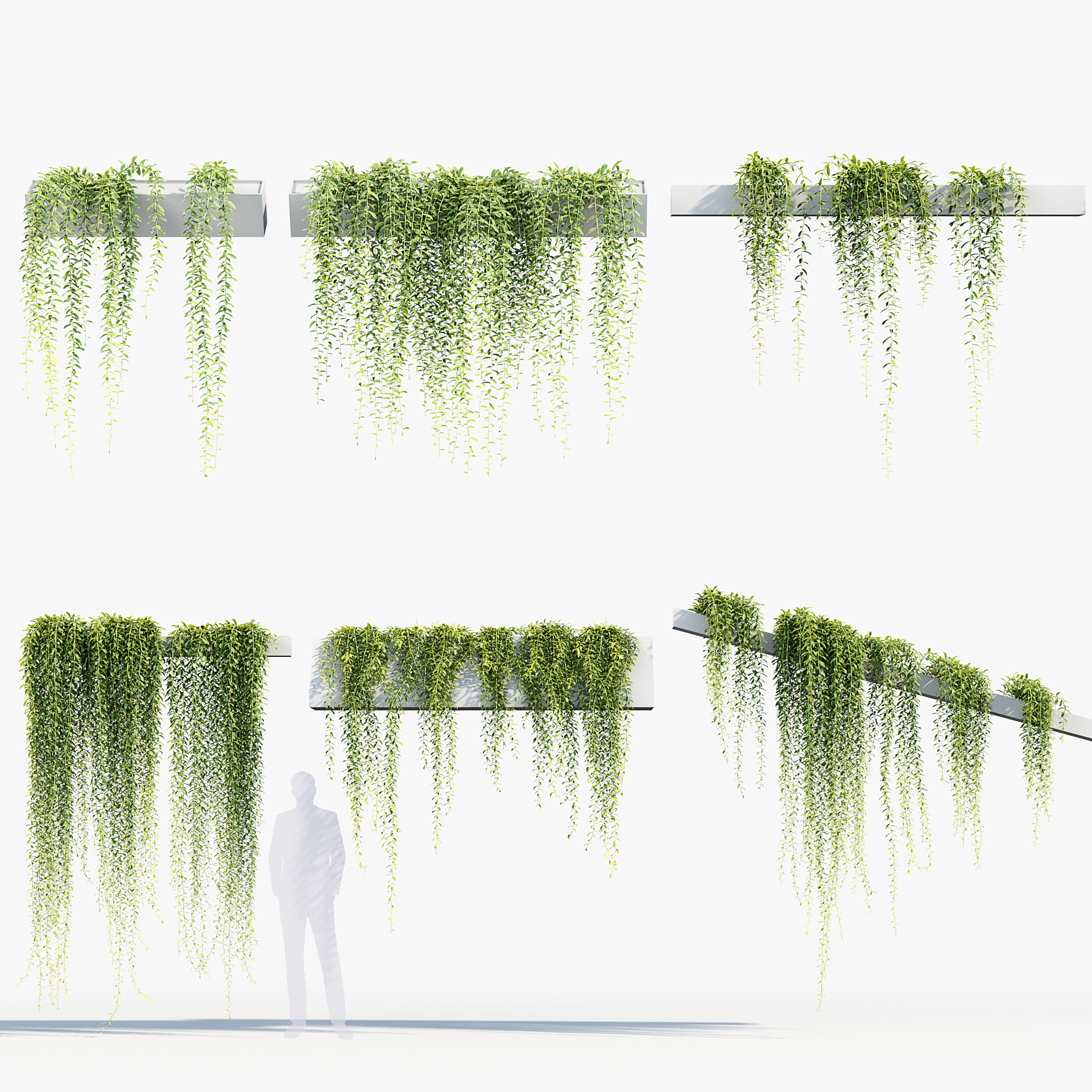 BC_PM_P07_Tarlmounia_elliptica_PRV