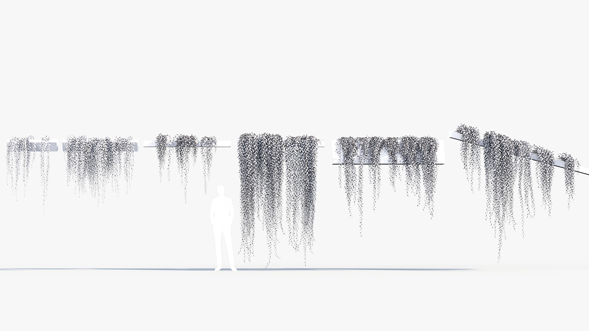 BC_PM_P07_Tarlmounia_elliptica_Wire